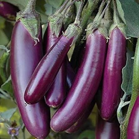 Brinjal Long (Lamba Baigan)